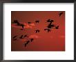 Common Crane, Flock Flying, Silhouettes At Sunset, Pusztaszer, Hungary by Bence Mate Limited Edition Print