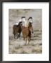 Group Of Wild Horses, Cantering Across Sagebrush-Steppe, Adobe Town, Wyoming, Usa by Carol Walker Limited Edition Print