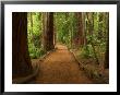 Redwood Forest, Rotorua, New Zealand by David Wall Limited Edition Print