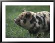 Domestic Farmyard Piglet, South Africa by Stuart Westmoreland Limited Edition Print