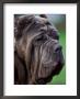 Neopolitan Mastiff Face Portrait by Adriano Bacchella Limited Edition Pricing Art Print