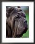 Neopolitan Mastiff Face Portrait by Adriano Bacchella Limited Edition Print