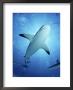 Caribbean Reef Sharks, Walkers Cay, Bahamas, Caribbean Sea by Doug Perrine Limited Edition Print