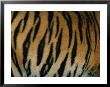 Close View Of The Stripes On A Indian Tiger by Michael Nichols Limited Edition Print