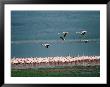 A Flock Of Greater Flamingos by Roy Toft Limited Edition Print