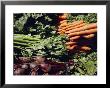 Beats, Celery, And Carrots At The Tilth Festival In Seattle by Sam Abell Limited Edition Print