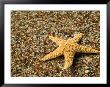 Glass Beach With Star Fish, Kauai, Hawaii, Usa by Terry Eggers Limited Edition Print
