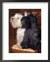 Domestic Dogs, West Highland Terrier / Westie Sitting On A Chair With A Black Scottish Terrier by Adriano Bacchella Limited Edition Pricing Art Print