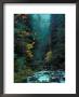 North Fork Of Santiam River, Central Oregon Cascades, Usa by Janis Miglavs Limited Edition Print
