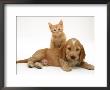 Ginger Kitten Climbing Ontop Of Golden Cocker Spaniel Puppy by Jane Burton Limited Edition Print