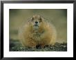 A Close View Of A Fat Black-Tailed Prairie Dog by Joel Sartore Limited Edition Pricing Art Print