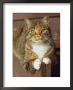 Gray Domestic Cat Outdoors, Close-Up by Allen Russell Limited Edition Print