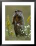 Woodchuck by Mark Hamblin Limited Edition Pricing Art Print