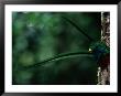 A Male Resplendent Quetzal Peers From Its Nest In A Hollowed Tree by Steve Winter Limited Edition Pricing Art Print