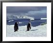 A Pair Of Chinstrap Penguins by George F. Mobley Limited Edition Print