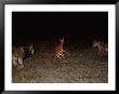 Two African Lions Close In On An Impala by Beverly Joubert Limited Edition Print