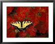 Tiger Swallowtail On Maple Leaves, Michigan, Usa by Claudia Adams Limited Edition Print