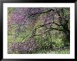 View Of A Blooming Redbud Tree by Darlyne A. Murawski Limited Edition Print