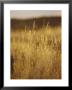 Tall Grass In The Simpson Desert by Jason Edwards Limited Edition Print