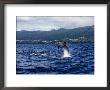 Bottlenose Dolphin, Jumping, Azores, Portugal by Gerard Soury Limited Edition Print