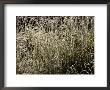 Grasses Glazed With Ice by Mattias Klum Limited Edition Print