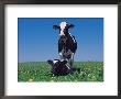 Holstein Cow And Calf, Il by Lynn M. Stone Limited Edition Print