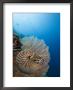 Chambered Nautilus, Palau, Micronesia by David B. Fleetham Limited Edition Print