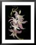 Abstract Orchid Artwork by Ellen Anon Limited Edition Print
