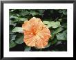 Hibiscus Lae Orange Close-Up Of Flower by Rex Butcher Limited Edition Print