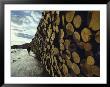 A Wall Of Newly Delivered Spruce And Fir Logs by Ira Block Limited Edition Print