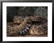A Coiled Rattlesnake by Joel Sartore Limited Edition Print