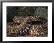 A Coiled Rattlesnake by Joel Sartore Limited Edition Print