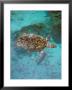 Green Turtle, Bocas Del Torro Island, Panama by Gavriel Jecan Limited Edition Pricing Art Print