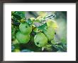 Apples Growing On Tree September by Lynn Keddie Limited Edition Pricing Art Print