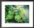 Apples Growing On Tree September by Lynn Keddie Limited Edition Print