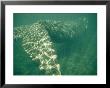 A Southern Right Whale In Sun-Dappled Water by Bill Curtsinger Limited Edition Print