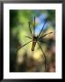 Black And Yellow Spider, Bago, Myanmar (Burma) by Anders Blomqvist Limited Edition Print