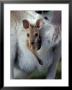 Red-Necked Wallaby Joey In Pouch, Bunya Mountain National Park, Australia by Theo Allofs Limited Edition Print