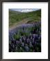 Alaskan Lupin, Now Pest In Areas by Richard Packwood Limited Edition Print