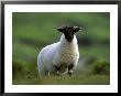 Black-Faced Sheep by Mark Hamblin Limited Edition Pricing Art Print