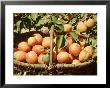 Apricot, Fruits In Basket In Basket, Beneath Bough With Fruit by Michele Lamontagne Limited Edition Print