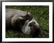 Asian Short-Clawed River Otter Plays With A Rock by Nicole Duplaix Limited Edition Print