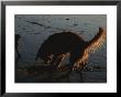 A Dog Digs In The Beach Sand In The Afternoon Sunlight by Stacy Gold Limited Edition Print