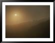 Sun And Haze Over Rain Forest, Costa Rica by Michael Melford Limited Edition Print