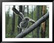 A Great Gray Owlet Uses Its Wings For Balance As It Climbs A Tree by Michael S. Quinton Limited Edition Print