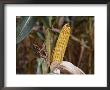 Drought-Stunted Ears Of Corn On Brown Stalks by Stephen St. John Limited Edition Print