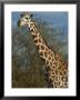 Masai Giraffe by Michael Fay Limited Edition Print