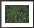 An Elevated View Of An Evergreen Forest by Raul Touzon Limited Edition Print
