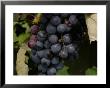 Fresh Grapes Hang On The Vine In A Garden In Virginia by Stacy Gold Limited Edition Print