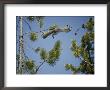 An American Red Squirrel Leaps From A Lodgepole Pine by Michael S. Quinton Limited Edition Pricing Art Print